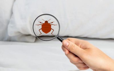شركة مكافحة البق بجدة